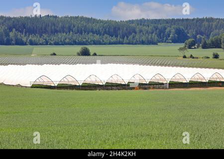 Gewächshaus oder Tunnel für den Anbau von Erdbeeren mit Tischplatte im grünen Feld. Kopieren Sie Platz für Ihren Text. Stockfoto