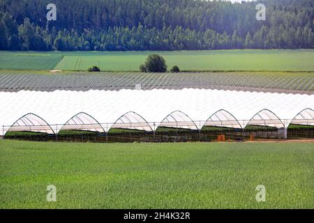 Gewächshaus oder Tunnel für den Anbau von Erdbeeren mit Tischplatte im grünen Feld. Stockfoto