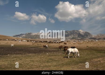 Herde von Rindern und Pferden auf einer Weide, Piana di Castelluccio di Norcia, Umbrien, Italien Stockfoto