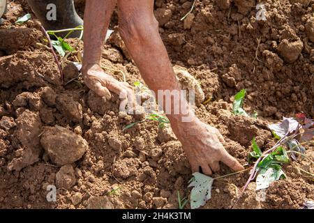 Hände eines 92-jährigen Mannes, der sich der Arbeit auf den Feldern verschrieben hat Stockfoto