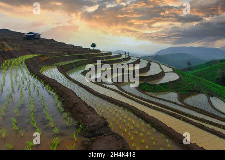 Zwei Bauern, die bei Sonnenuntergang in überfluteten terrassenförmigen Reisfeldern arbeiten, Ban Papongpieng, Chiang Mai, Thailand Stockfoto