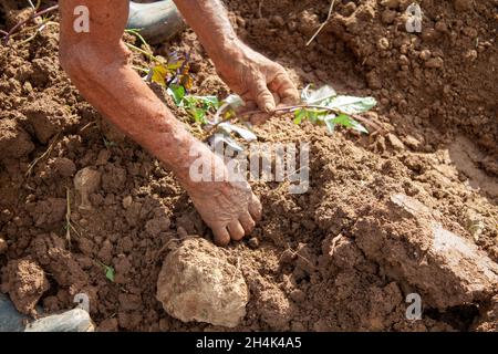 Hände eines 92-jährigen Mannes, der sich der Arbeit auf den Feldern verschrieben hat Stockfoto