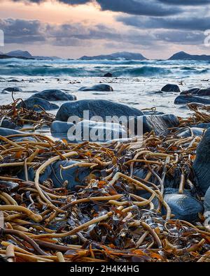 Krachende Wellen und Algen an einem Strand in Alnes, Godøy, Norwegen Stockfoto