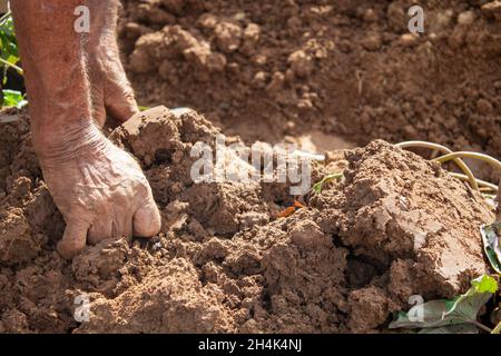 Hände eines 92-jährigen Mannes, der sich der Arbeit auf den Feldern verschrieben hat Stockfoto