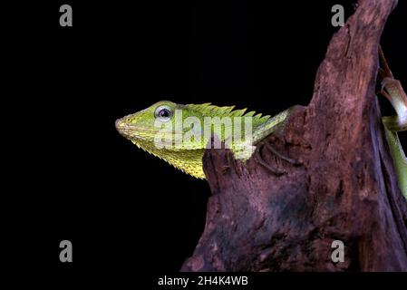 Nahaufnahme einer Mähnenwaldeidechse vor schwarzem Hintergrund, Indonesien Stockfoto