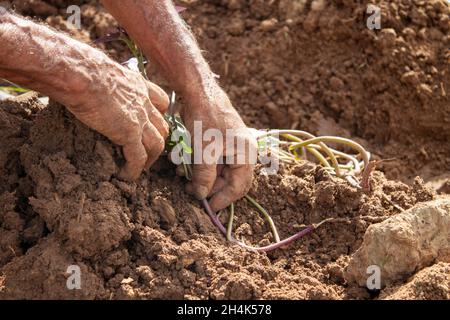 Hände eines 92-jährigen Mannes, der sich der Arbeit auf den Feldern verschrieben hat Stockfoto