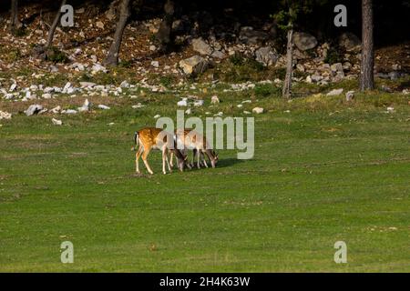 Zwei Damhirsche, die auf einer Weide stehen, La Garrotxa, Girona, Pyrenäen, Katalonien, Spanien Stockfoto