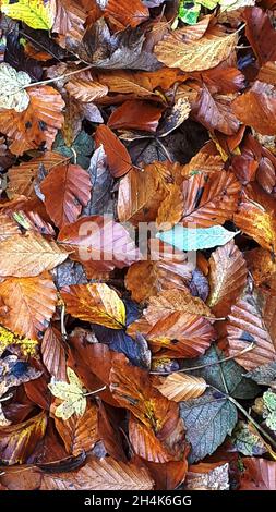 Die bunten Blätter des Herbstes in Padiham Lancashire.Diese waren auf dem Parkplatz der Feuerungsanlage am Fluss Calder, der durch Padiham fließt Stockfoto