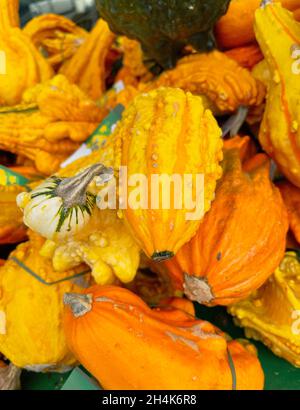 Eine Vielzahl von Orangenkürbis zum Verkauf Stockfoto