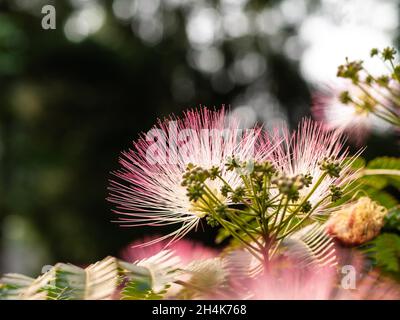 Mimosa ist eine Gattung von etwa 400 Arten von Kräutern und Sträuchern, in der mimosoiden Klade der Familie der Hülsenfrüchte Fabaceae. Stockfoto