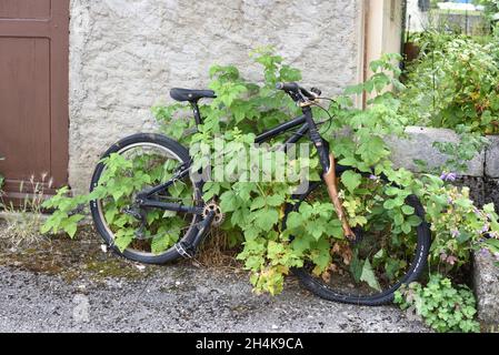 Altes verlassene Fahrrad oder Fahrrad mit Kriechgang bedeckt oder überwuchert Stockfoto