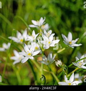 Blühende Milchsterne, ornithogalum, im Frühling Stockfoto