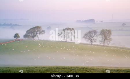Eine Reihe von Bäumen wird von niedrig hängendem Nebel während eines wunderschönen pastellfarbenen Sonnenaufgangs in der Landschaft um Almscliffe Crag, Wharfedale, hervorgehoben. Stockfoto