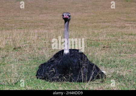 Struthio camelus - der Strauß ist eine Art strutioniformen Vogels aus der Familie der Struthioniidae. Stockfoto