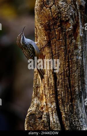 Certhia brachydactyla - der Gemeinsame oder Europäische Hopper ist eine Vogelart aus der Familie der Certhiidae. Stockfoto