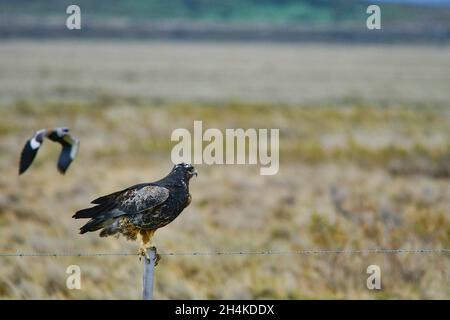 Geranoaetus melanoleucus - der schwarze Adler, es ist ein Greifvogel, der in Südamerika lebt. Stockfoto