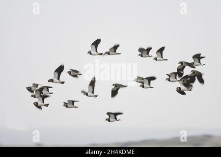 Vanellus vanellus - der Europäische Kiebitz ist eine Art des Charadriiformen Vogels aus der Familie der Charadriidae. Stockfoto