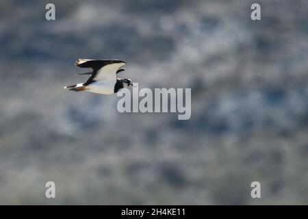 Vanellus vanellus - der Europäische Kiebitz ist eine Art des Charadriiformen Vogels aus der Familie der Charadriidae. Stockfoto