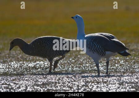 Chloephaga picta - der gemeine Cauquen, ist eine Art von anseriformem Vogel der Familie Anatidae. Stockfoto