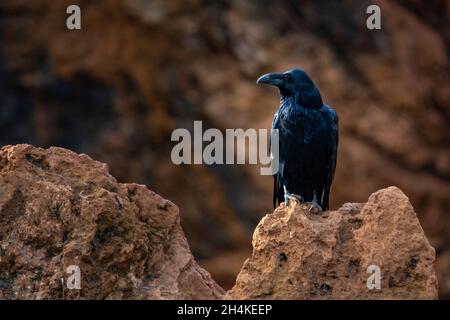 Corvus corax - die große Krähe, ist eine Art von Singvögeln aus der Familie der Corvidae. Stockfoto