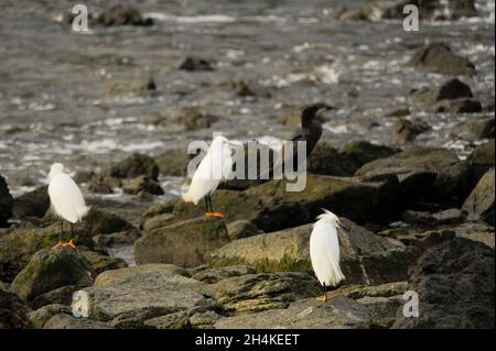 Egretta thula - der kleine weiße Reiher, ist eine Art von pelecaniform Vogel der Ardeidae Familie. Stockfoto