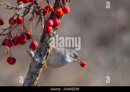 Sylvia melanocephala - der Schwarzkopfsänger ist eine Art von Singvögeln aus der Familie der Sylviidae. Stockfoto