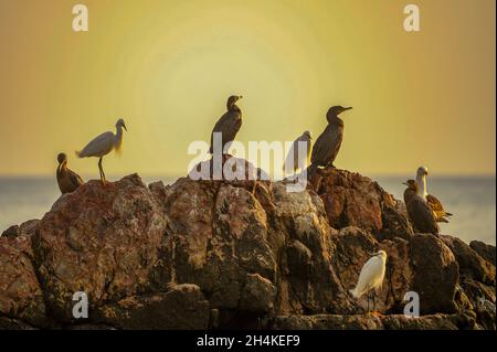 Phalacrocorax - der cormoran ist eine Gattung von suliformen Vögeln aus der Familie Phalacrocoracidae. Stockfoto