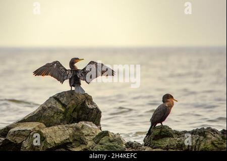 Phalacrocorax - der cormoran ist eine Gattung von suliformen Vögeln aus der Familie Phalacrocoracidae. Stockfoto