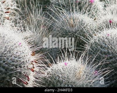 Nahaufnahme der stacheligen, wolligen Hügel des Kaktus 'Mammillaria geminispina', auch bekannt als 'whitey', in einer Sukkulentendarstellung in Kew Gardens. Stockfoto