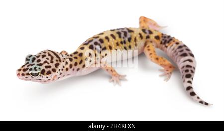 Leopardengecko oder Eublepharis macularius isoliert auf weißem Hintergrund mit Beschneidungspfad und voller Schärfentiefe Stockfoto