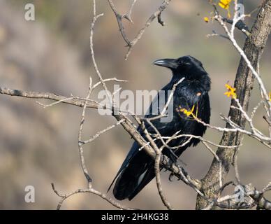 Ein gewöhnlicher Rabe (corvus corax) steht auf einem Ast mit gelben Blüten in Woodland Hills, Kalifornien, USA Stockfoto