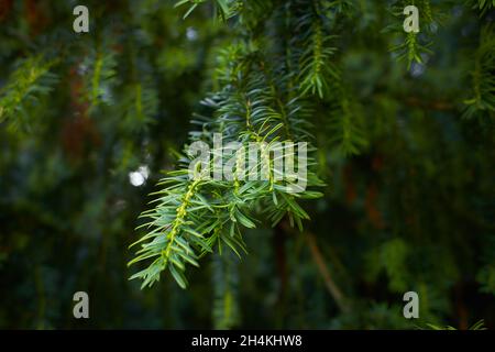 Kanadischer Hemlock verzweigt sich und hinterlässt in einer Nahaufnahme. Östlicher Hemlock, auch bekannt als östliche Hemlock-Fichte, Tsuga canadensis, zeigt ein neues Nadelwachstum. Stockfoto