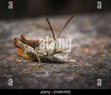 Makro-Erfassung einer Heuschrecke in der Tierwelt Stockfoto