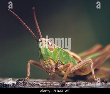 Makro-Erfassung einer Heuschrecke in der Tierwelt Stockfoto