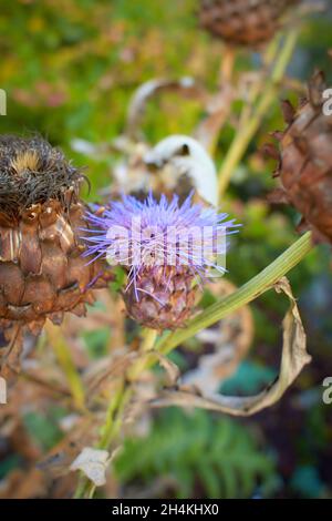 Stierdistel (cirsium vulgare) stachelige Distel blüht in Nahaufnahme im Freien horizontal. Stockfoto