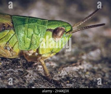 Makro-Erfassung einer Heuschrecke in der Tierwelt Stockfoto