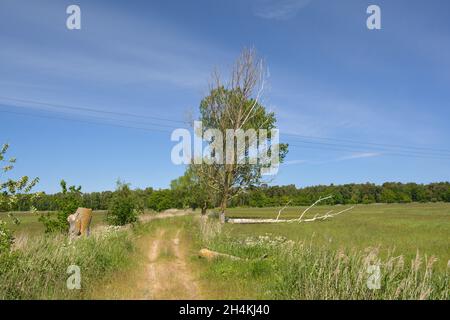 Sundische Wiesen im Nationalpark Vorpommersche Boddenlandschaft bei Zingst Stockfoto