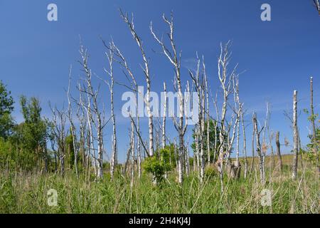 Sundische Wiesen im Nationalpark Vorpommersche Boddenlandschaft bei Zingst Stockfoto