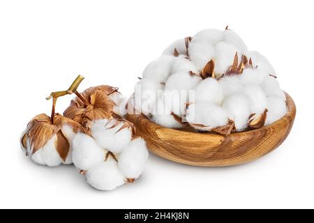 Baumwollpflanzenblume in Holzschale isoliert auf weißem Hintergrund mit Clipping Pfad und volle Schärfentiefe Stockfoto