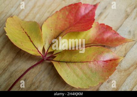 Bunte Blätter auf einem Holzbrett , gelbe und rote Blätter Makro, Herbstblätter , Blätter mit Mustern, Makrofotografie, Stock Bild Stockfoto