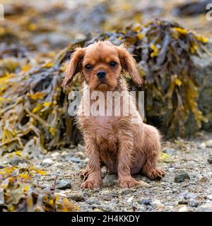 Ein Hund Kavalierkönig charles, ein nasser Rubenwelpe sitzt am Strand nach dem Bad Stockfoto