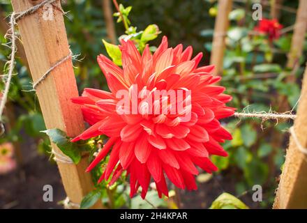 Dunkelrote Dahlie mit Makroverlauf. Eine üppig blühende Dahlie, blass pfirsichfarben, bedeckt mit Regentropfen. Sonniger Tag. Nahaufnahme. Stockfoto