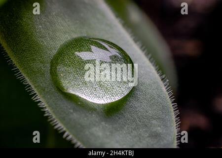Makro von Tautropfen auf Blättern der Sukkulenten Pflanze. Gewöhnlicher Hauskiefer, Sempervivum tectorum. Nahaufnahme eines Wassertropfens. Stockfoto