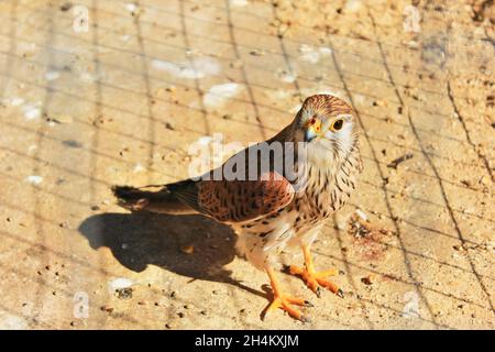 In einem Zoo in Weißrussland sitzt ein junger Falke auf dem Boden Stockfoto