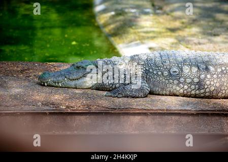 Ein Sumpfkrokodil liegt auf dem Boden. Stockfoto