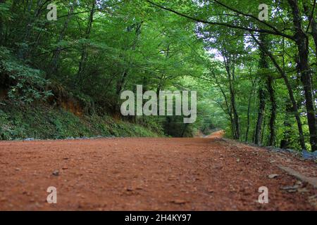 Baum der Weg nach vorn Pflanzenrichtung Waldwachstum Land Natur abnehmende Perspektive Wald Ruhe Baumstamm Schönheit in Natur Stamm Straße Tag Stockfoto