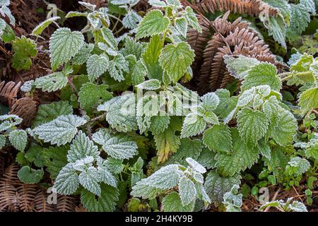 Brennnesseln / Brennnesseln / Stacheln (Urtica dioica) und Blätter der europäischen Brombeere bedeckt mit Reif / Reif im Herbst / Herbst Stockfoto