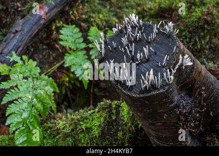 Fruchtkörper aus Kerzenstumpf / Kerzenstampfpilz / Kohlengeweih / Hirschhornpilz (Xylaria hypoxylon), der auf verfallendem Baumstumpf wächst Stockfoto