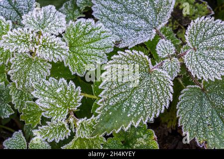 Blätter der europäischen Brombeere (Rubus fruticosus) bedeckt mit Reif / Reif im Wald Herbst / Herbst Stockfoto