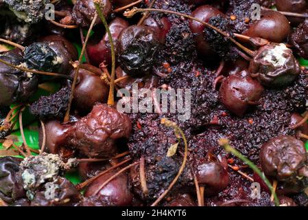 Faule Kirschen Makro-Textur fehlender Kirschen. Stockfoto